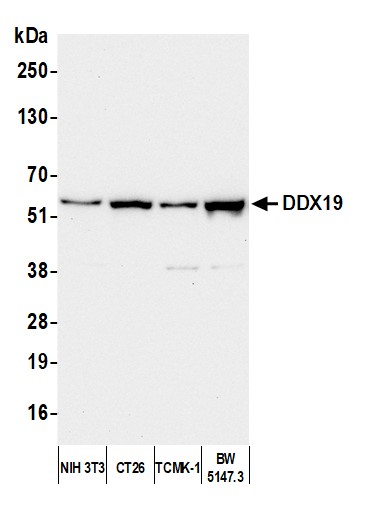 Detection of mouse DDX19 by western blot.