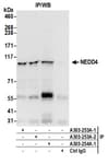 Detection of human NEDD4 by western blot of immunoprecipitates.