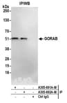 Detection of human GORAB by western blot of immunoprecipitates.