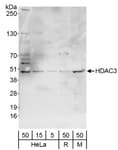 Detection of human and mouse HDAC3 by western blot.