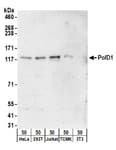 Detection of human and mouse PolD1 by western blot.