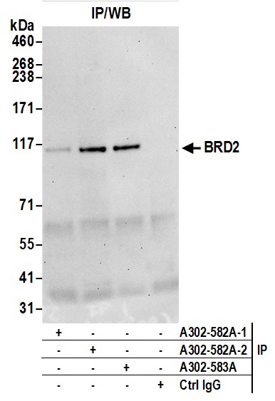 Detection of human BRD2 by western blot.