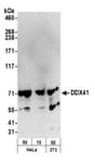 Detection of human and mouse DDX41 by western blot.