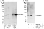 Detection of human and mouse WDR43 by western blot (h&amp;m) and immunoprecipitation (h).