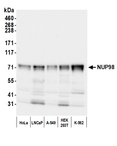 Rabbit anti-NUP98 Antibody