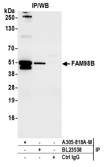 Detection of human FAM98B by western blot of immunoprecipitates.