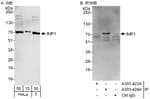 Detection of human IMP1 by western blot and immunoprecipitation.