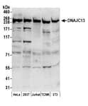 Detection of human and mouse DNAJC13 by western blot.