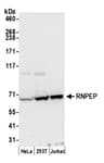 Detection of human RNPEP by western blot.
