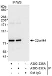 Detection of human C2orf44 by western blot of immunoprecipitates.