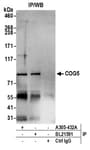 Detection of human COG5 by western blot of immunoprecipitates.
