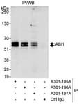 Detection of human ABI1 by western blot of immunoprecipitates.