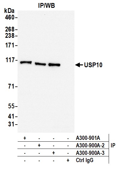 Detection of human USP10 by western blot of immunoprecipitates.