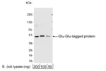 Detection of Glu-Glu-tagged protein by western blot.