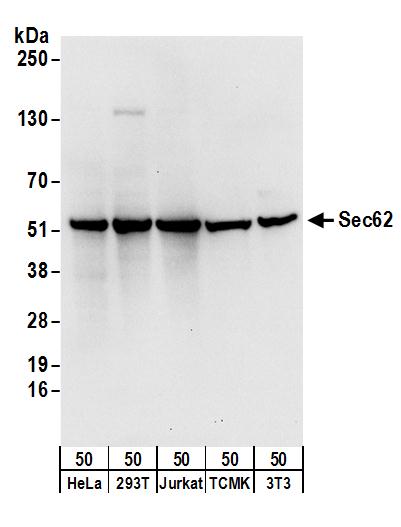 Detection of human and mouse Sec62 by western blot.