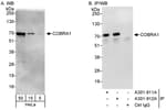 Detection of human COBRA1 by western blot and immunoprecipitation.