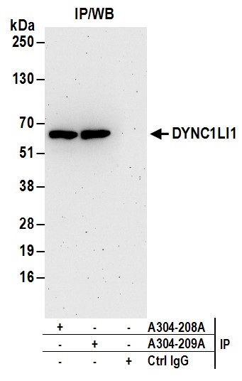 Detection of human DYNC1LI1 by western blot of immunoprecipitates.