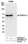 Detection of human DYNC1LI1 by western blot of immunoprecipitates.
