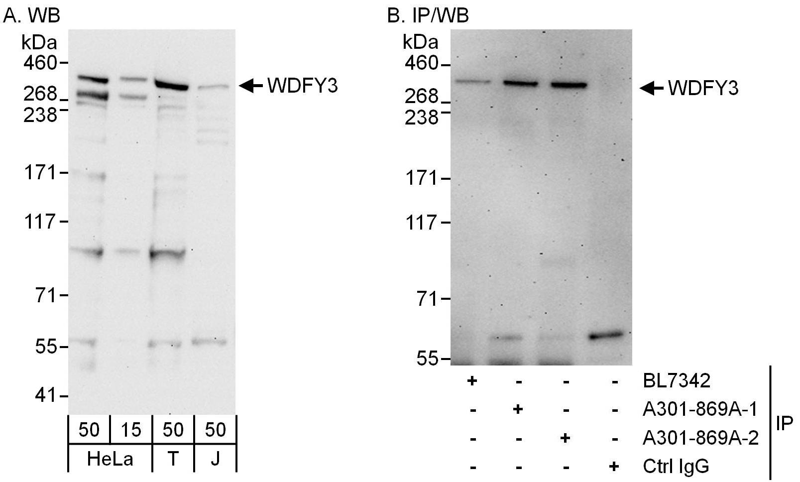 Detection of human WDFY3 by western blot and immunoprecipitation.