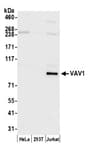 Detection of human VAV1 by western blot.