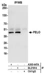 Detection of human PELO by western blot of immunoprecipitates.
