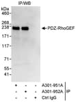 Detection of human PDZ-RhoGEF by western blot of immunoprecipitates.
