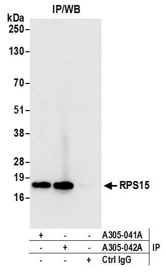 Detection of human RPS15 by western blot of immunoprecipitates.
