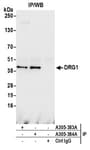 Detection of human DRG1 by western blot of immunoprecipitates.