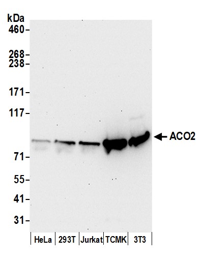 Detection of human and mouse ACO2 by western blot.