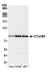 Detection of human C17orf85 by western blot.