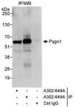 Detection of human Pygo1 by western blot of immunoprecipitates.