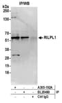 Detection of human RILPL1 by western blot of immunoprecipitates.
