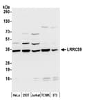 Detection of human and mouse LRRC59 by western blot.