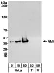 Detection of human NMI by western blot.