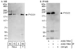 Detection of human FYCO1 by western blot and immunoprecipitation.