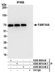 Detection of human FAM134A by western blot of immunoprecipitates.