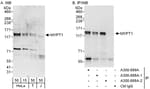 Detection of human MYPT1 by western blot and immunoprecipitation.