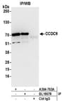 Detection of human CCDC9 by western blot of immunoprecipitates.