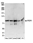 Detection of human and mouse PCIF1 by western blot.