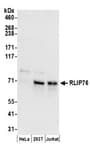 Detection of human RLIP76 by western blot.