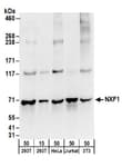 Detection of human and mouse NXF1 by western blot.