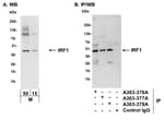 Detection of mouse IRF1 by western blot and immunoprecipitation.