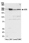 Detection of human and mouse AF6 by western blot.