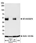 Detection of mouse B7-H3/CD276 by western blot.