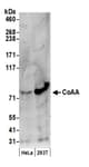 Detection of human CoAA by western blot.