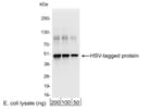 Detection of HSV-tagged protein by western blot.