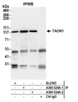 Detection of human TAOK1 by western blot of immunoprecipitates.