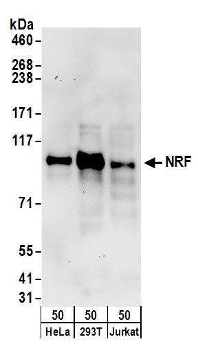 Detection of human NRF by western blot.