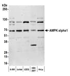 Detection of human AMPK alpha1 by western blot.