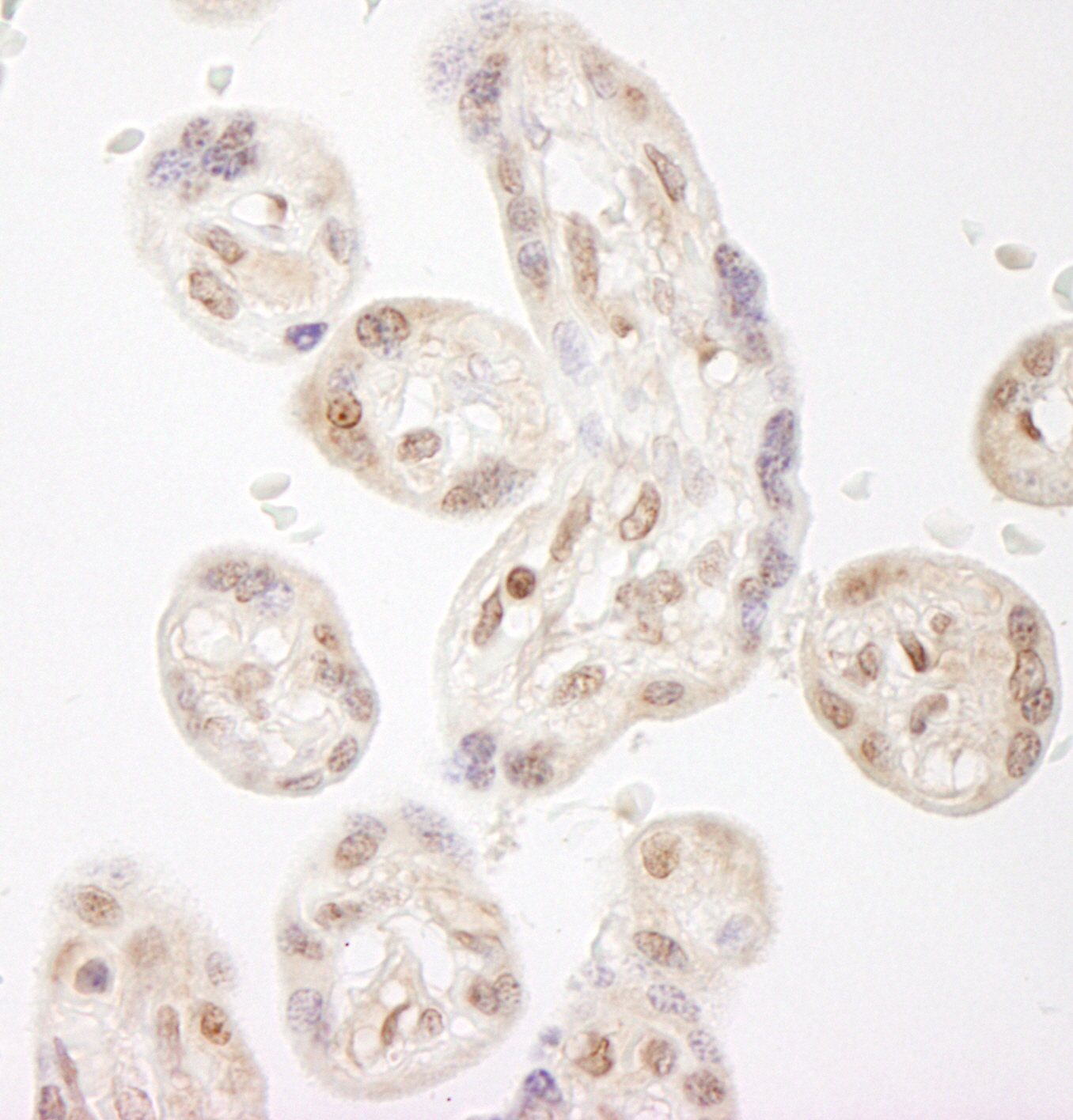 Rabbit anti-NELFA IHC Antibody